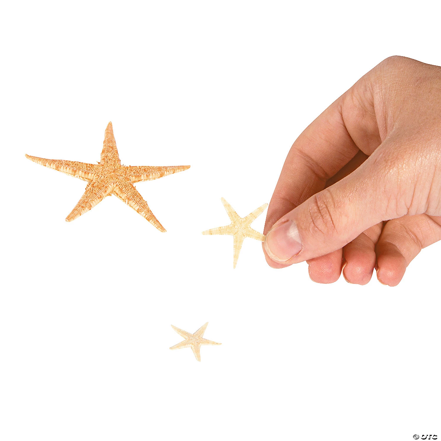 Mini Natural Sugar Starfish - 500 Pc. 4 Mini Natural Sugar Starfish - 500 Pc. - Image 2