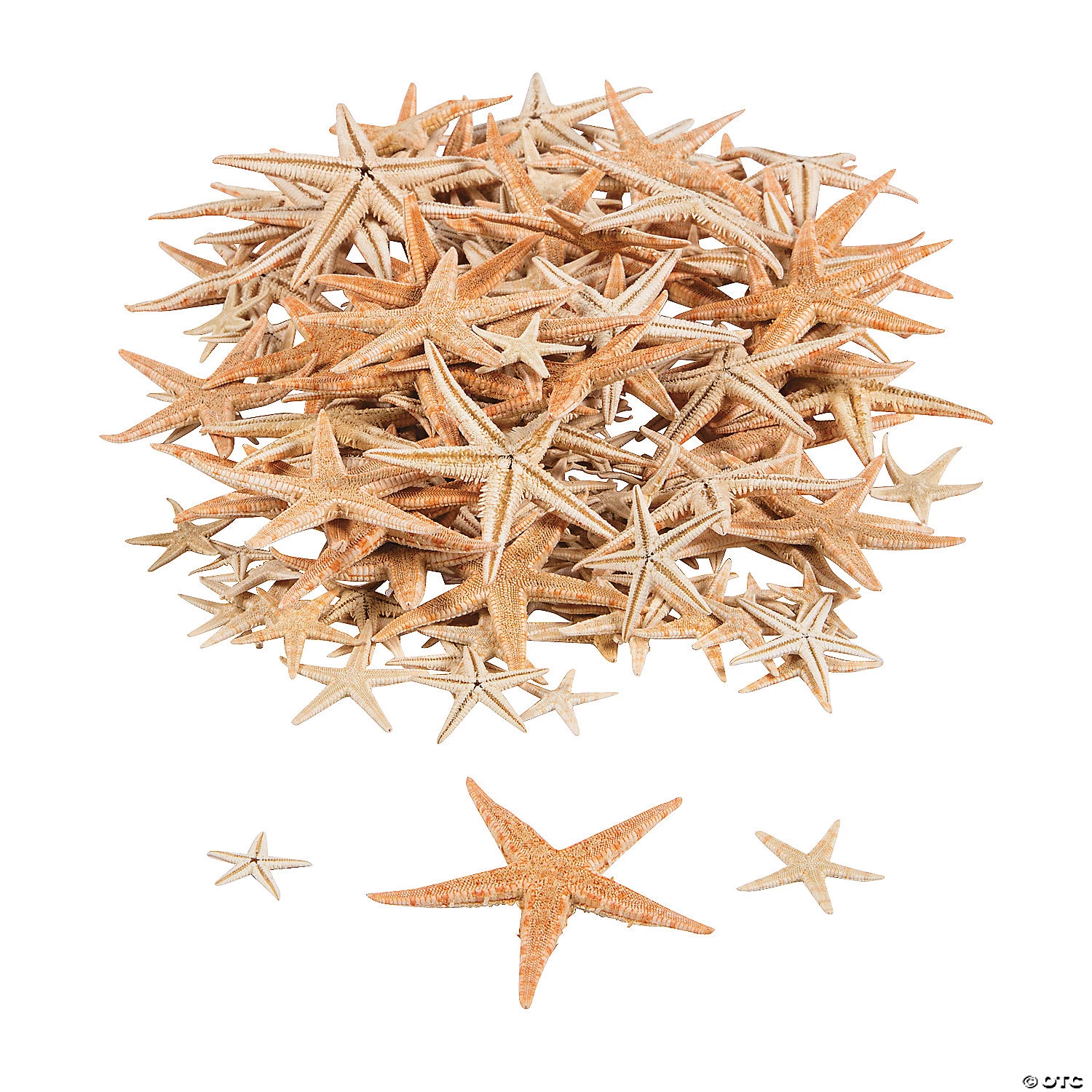 Mini Natural Sugar Starfish - 500 Pc. 3 Mini Natural Sugar Starfish - 500 Pc.