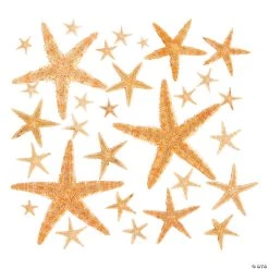 Natural Starfish Assortment - 30 Pc.