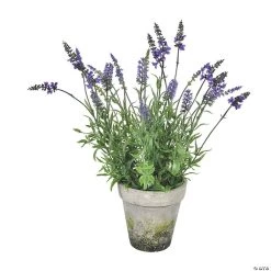 Vickerman 20" Lavender in Cement Pot