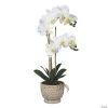Vickerman 23" Artificial White Phalaenopsis In Pot, Real Touch Petals