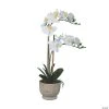 Vickerman 24.5" Artificial White Phalaenopsis In Cement Pot, Real Touch Petals -Party Decorations Sales Shop vickerman 24 5 artificial white phalaenopsis in cement pot real touch petals13938577