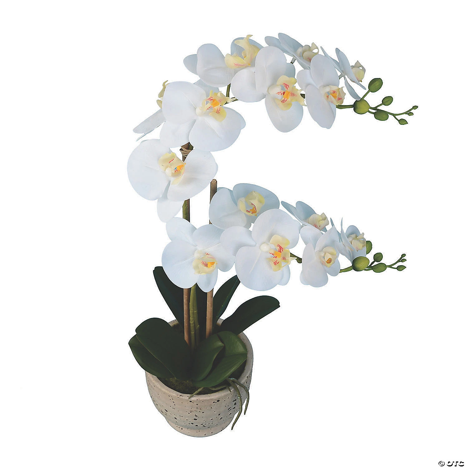 Vickerman 24.5" Artificial White Phalaenopsis In Cement Pot, Real Touch Petals 4 Vickerman 24.5" Artificial White Phalaenopsis In Cement Pot, Real Touch Petals - Image 2