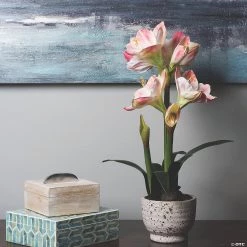 Vickerman 24" Artificial Pink Amaryllis Arranged In A Ceramic Pot -Party Decorations Sales Shop vickerman 24 artificial pink amaryllis arranged in a ceramic pot13938565 a03