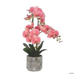Vickerman 24" Artificial White Phalaenopsis In Cement Pot, Real Touch Petals