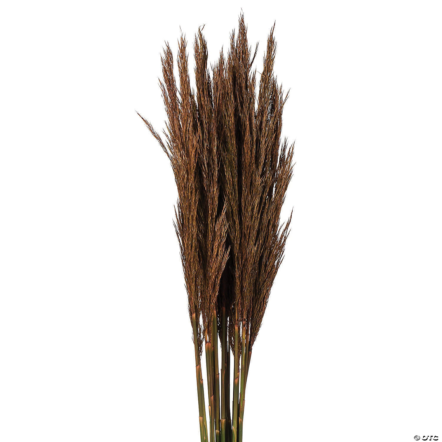 Vickerman 36" Brown Plume Reed 2 Pack Bundle 4 Vickerman 36" Brown Plume Reed 2 Pack Bundle - Image 2