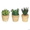 Vickerman 5" and 6" Assorted Potted Succulents - 3/pk -Party Decorations Sales Shop vickerman 5 and 6 assorted potted succulents 3 pk13938746