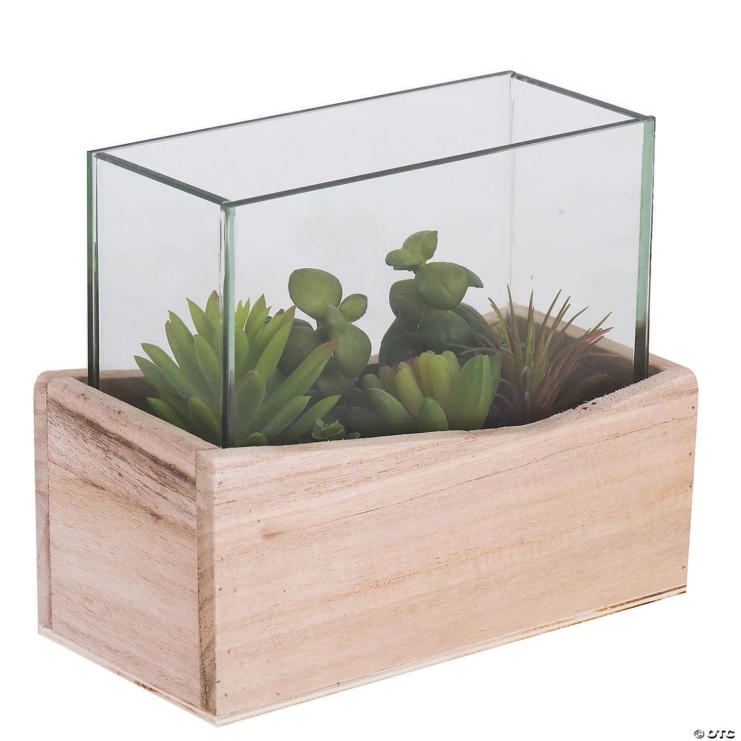 Vickerman 6" Artificial Green Assorted Succulents in Wood Container and Glass Top 4 Vickerman 6" Artificial Green Assorted Succulents in Wood Container and Glass Top - Image 2