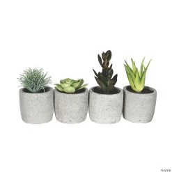 Vickerman 6" Assorted Potted Succulents - 4/pk